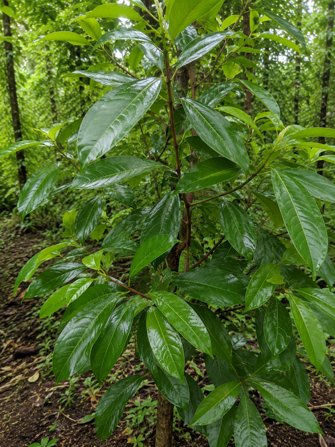 Daun Salam