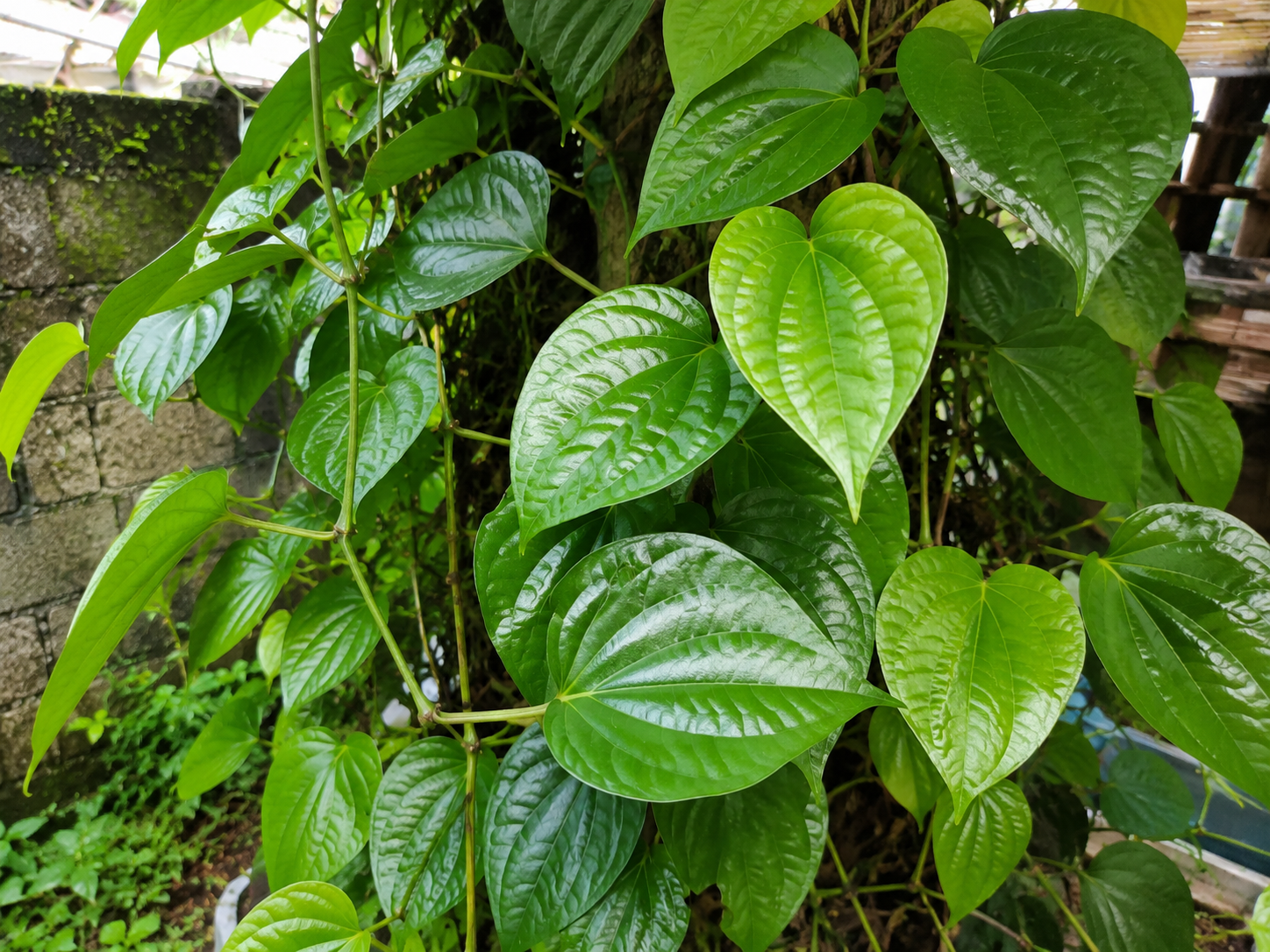 Daun Sirih