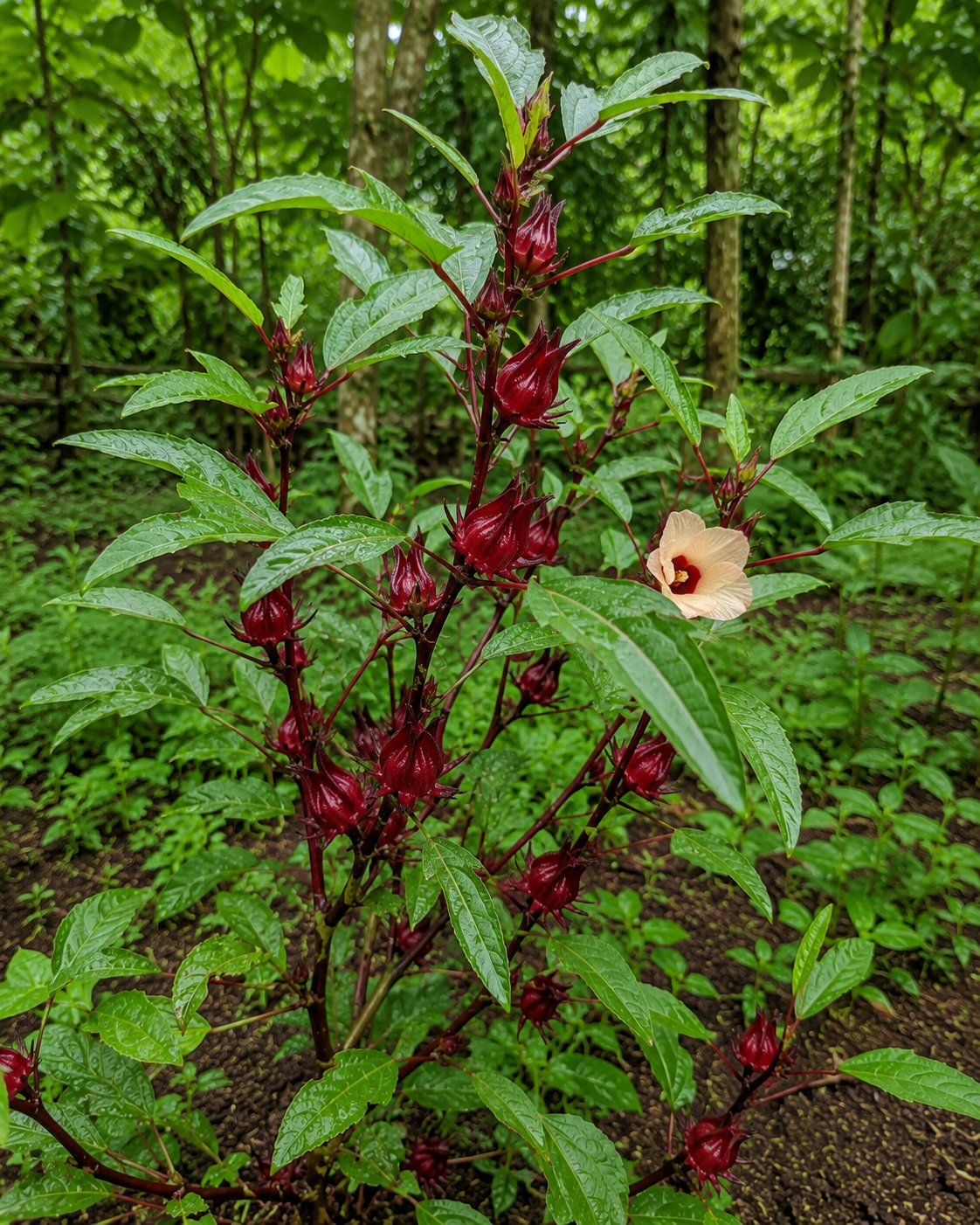 Rosella